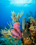 Roatan Reef